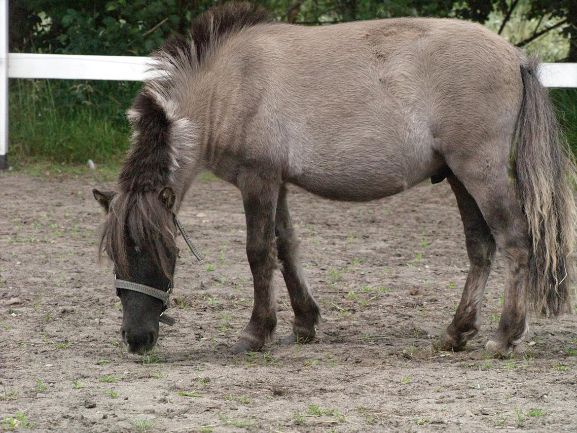 Anden særlig race Følle*solgt* - nyt den 6-7-2011 billede 9