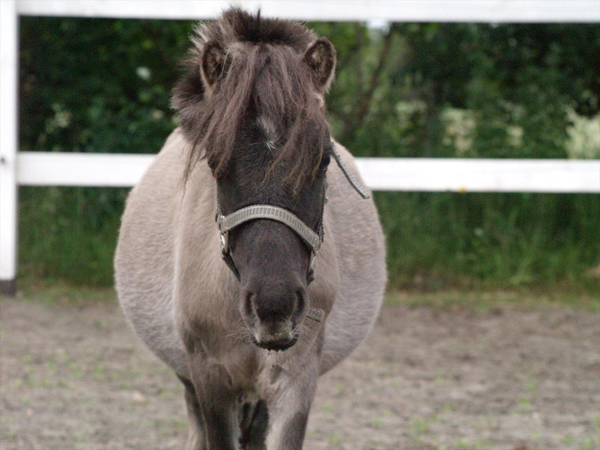 Anden særlig race Følle*solgt* - nyt den 6-7-2011 billede 10