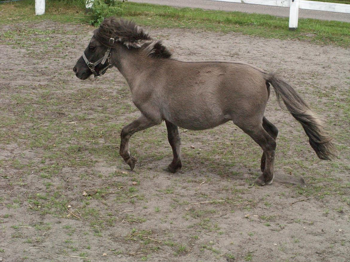 Anden særlig race Følle*solgt* - nyt den 6-7-2011 billede 11