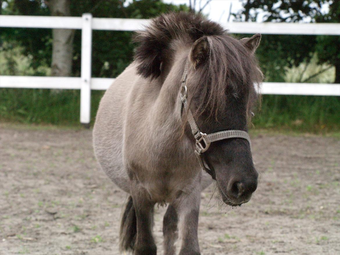 Anden særlig race Følle*solgt* - nyt den 6-7-2011 billede 1