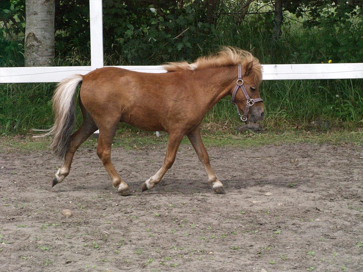 Miniature Birger - nyt den 6-7-2011 billede 14