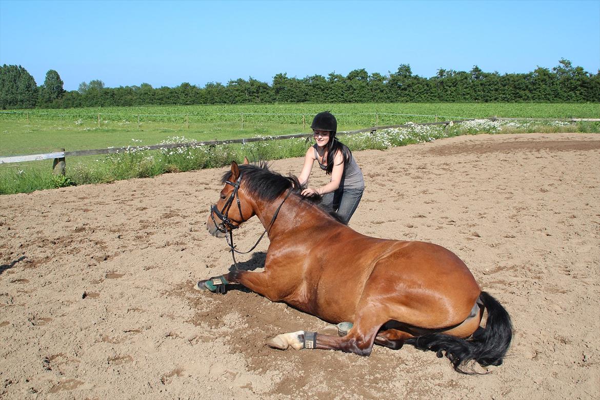 Anden særlig race  Pardo - A Part Of Me! :* -  "Bare en hest" bringer det bedste frem i mig og får mine tanker væk fra mig selv og dagens bekymringer. Jeg håber at folk en dag kan forstå at det ikke er "bare en hest"! jegelskerdig knægt! - Foto: CFJ billede 11