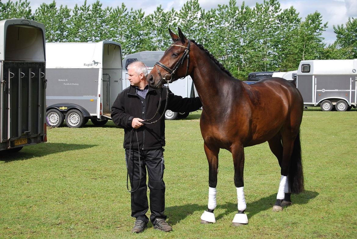 Pinto Gaasdal´s Spotless billede 10