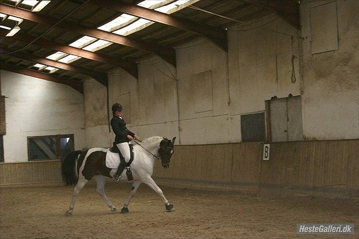 Pinto Solvangens Thais'son billede 14