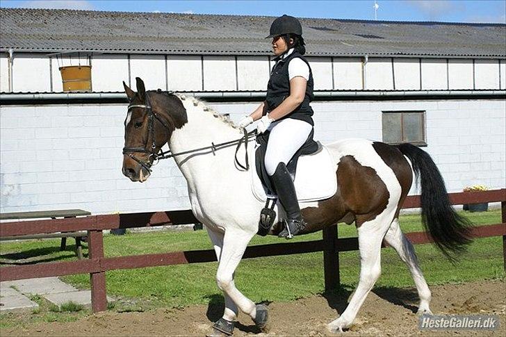 Pinto Solvangens Thais'son billede 15