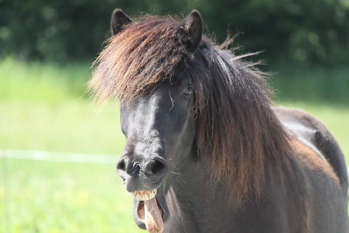 Islænder Ganti fra Døesbæk - Bassemand, du er helt din egne & jeg elsker dig for dét! ♥ billede 12