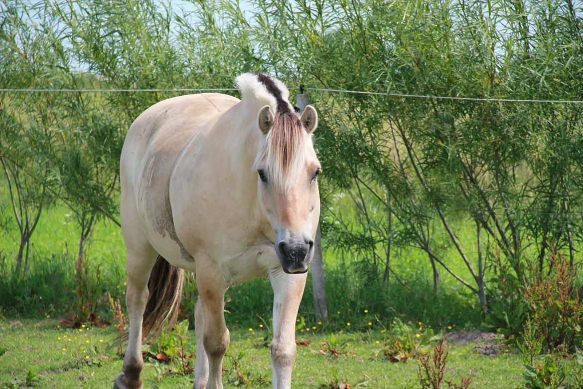 Fjordhest Felix - Skønt med en rulletur når man har været i skoven :) billede 1