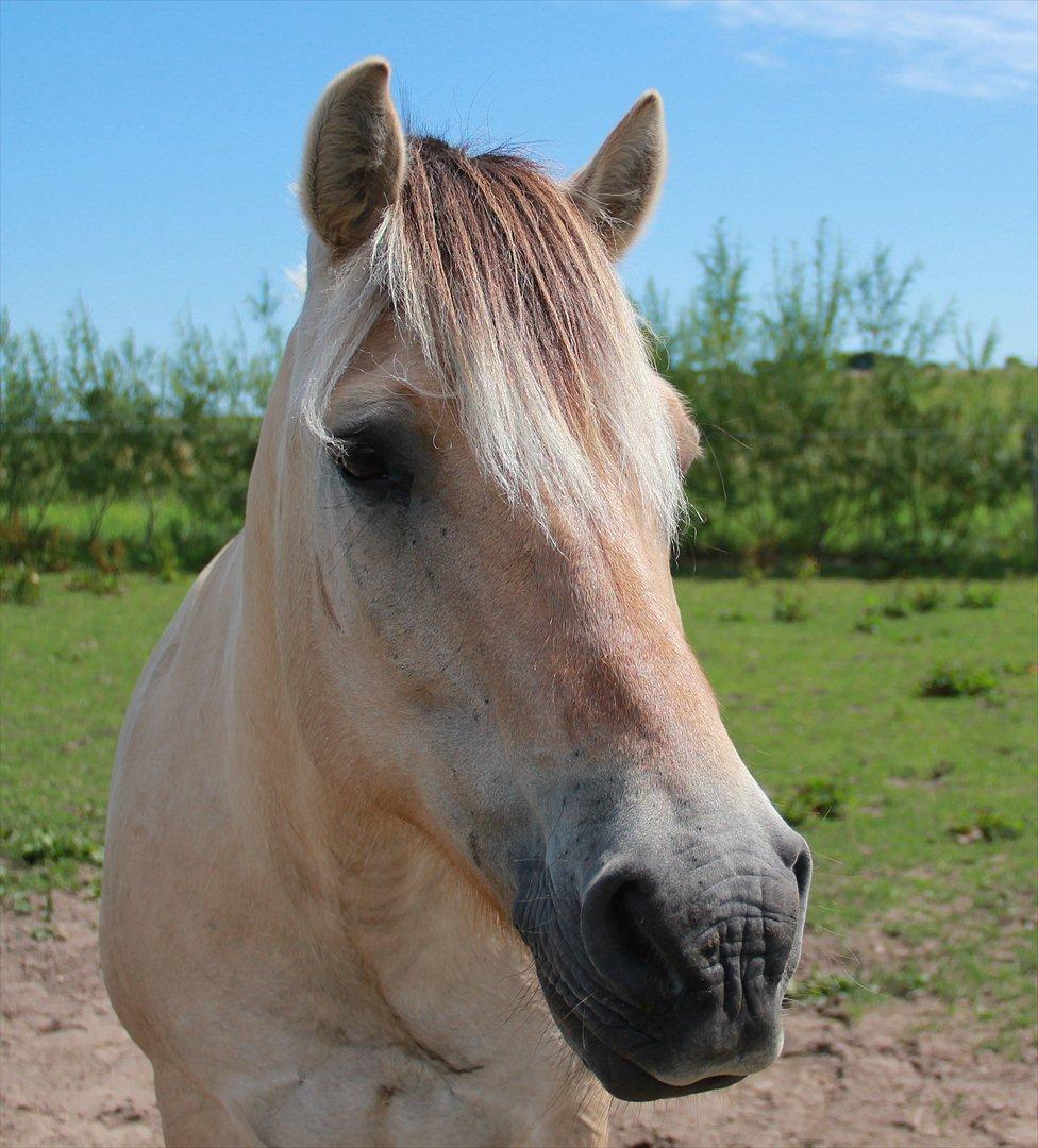 Fjordhest Felix billede 2