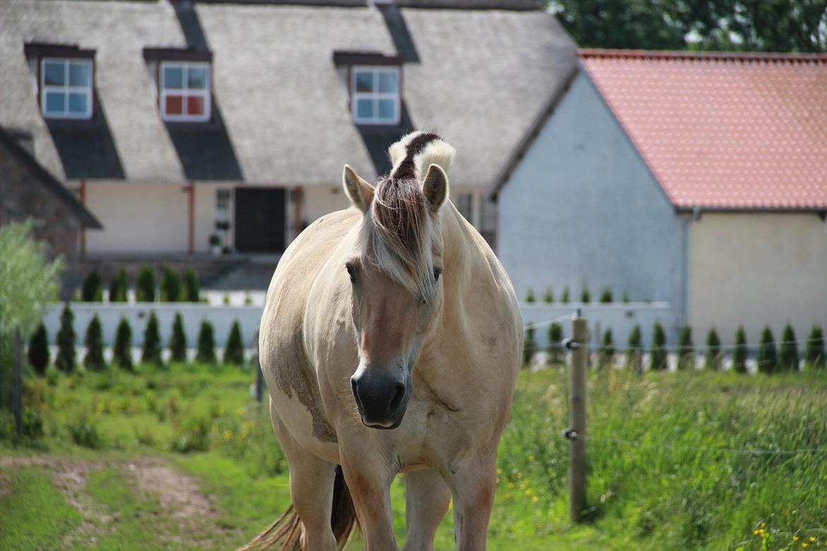 Fjordhest Felix - Lækre Felix! billede 3