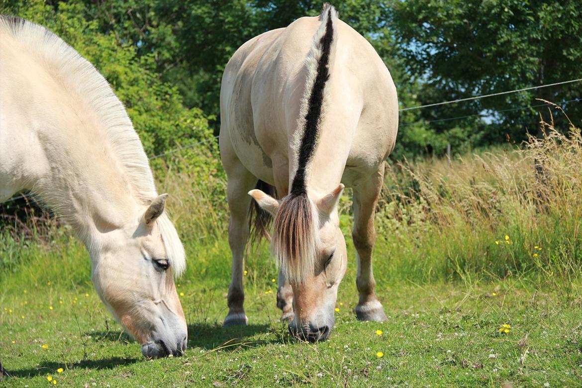 Fjordhest Felix - Felix til højre med sin dejlige Emma :) billede 4