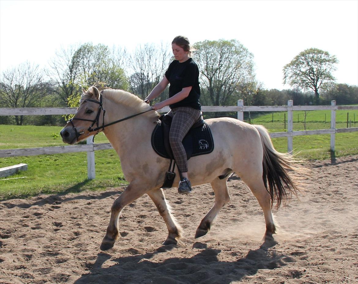 Fjordhest Felix - Fy føj, hvor er hjelmen :/ billede 5