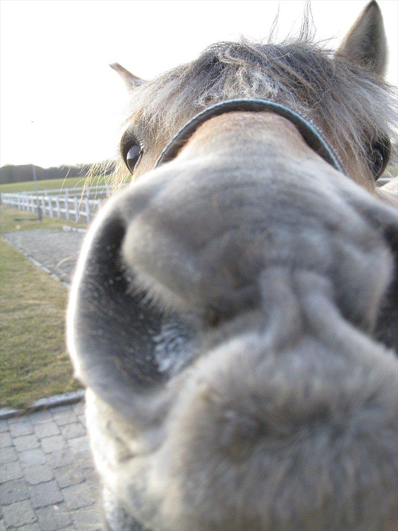 Fjordhest Felix - Hmm kan det mon spises det du har der?!? billede 7