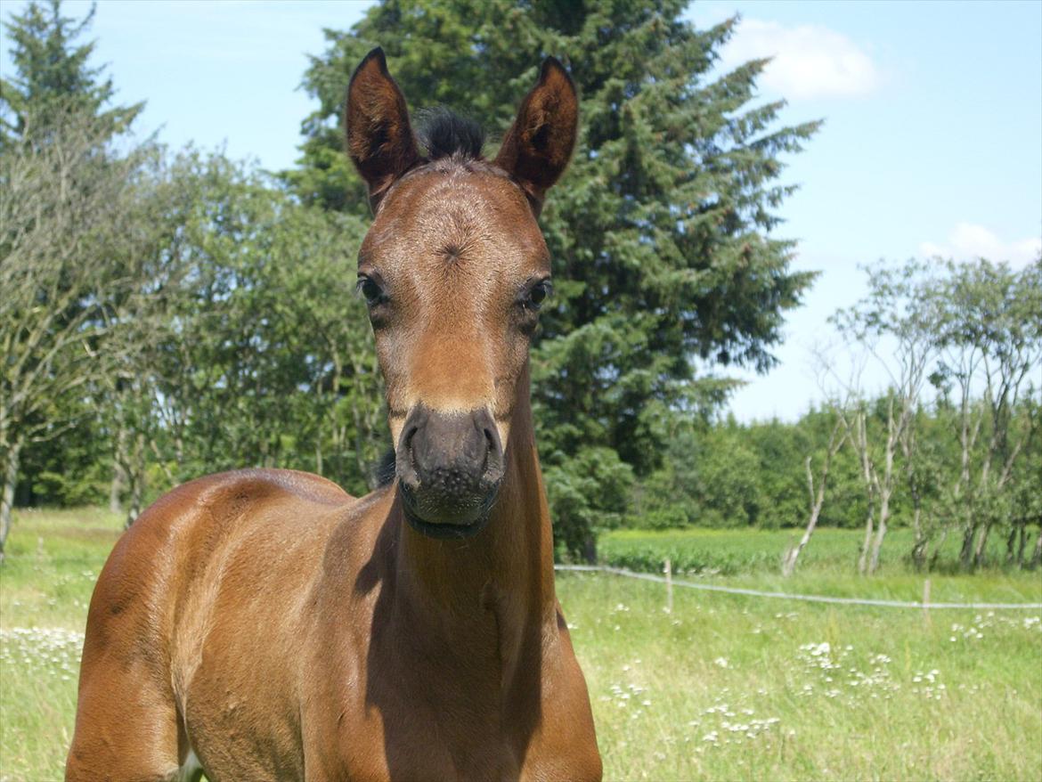 Dansk Varmblod Safran L billede 9