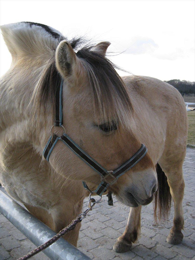 Fjordhest Felix - Han er da en smuk fyr :) billede 8