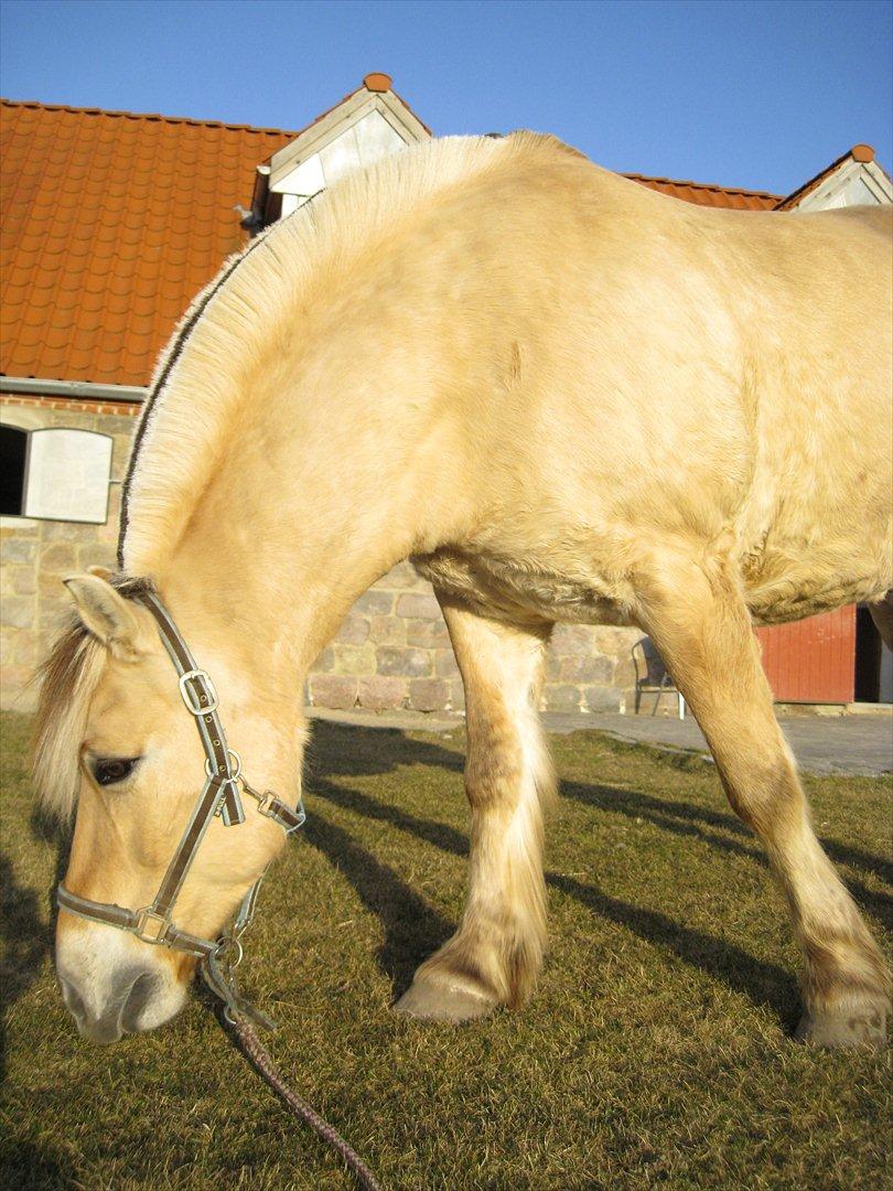 Fjordhest Felix - Felix forår 2011 billede 9