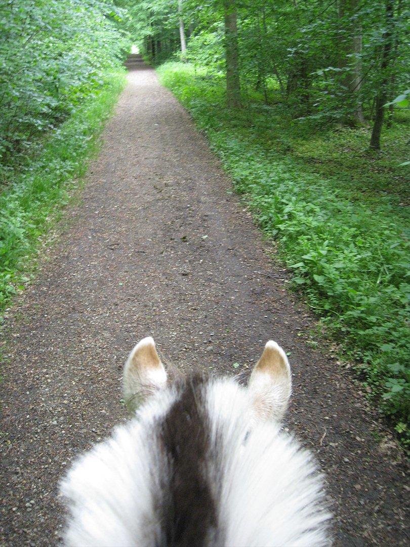 Fjordhest Felix - På tur i Moesgård skov :) billede 10