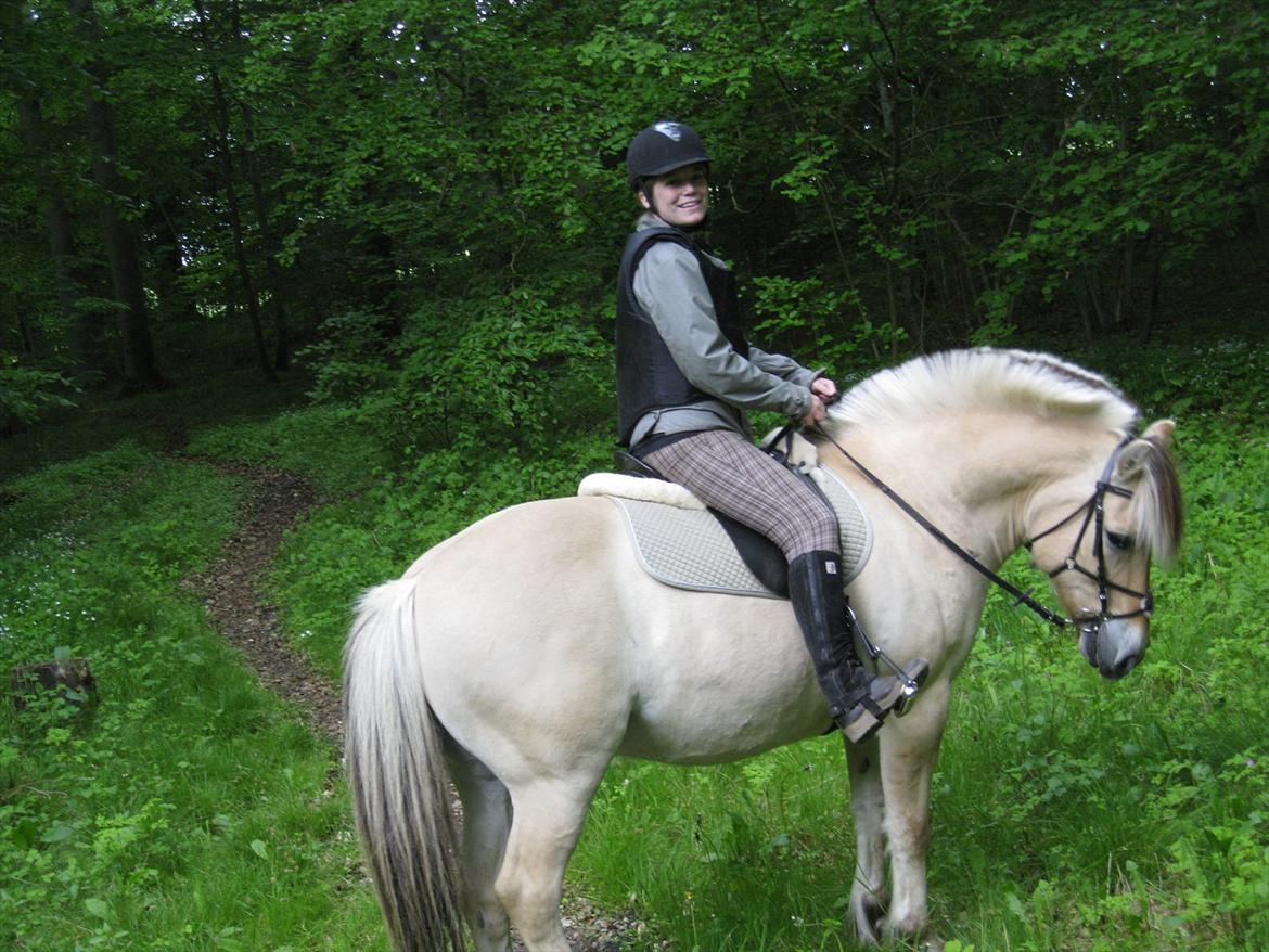 Fjordhest Felix - Mere Moesgård skov :) billede 11