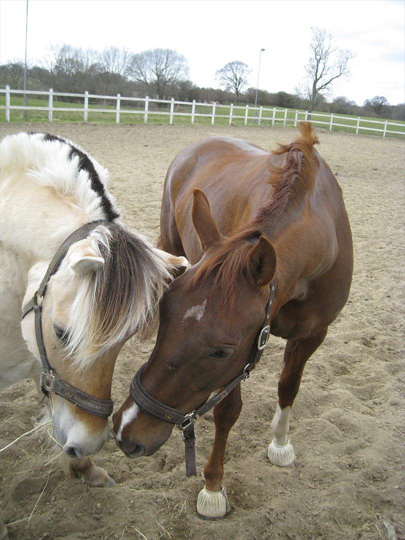 Fjordhest Felix - Felix hilser på Abentos for første gang, Abentos var min tidligere hest :) billede 13