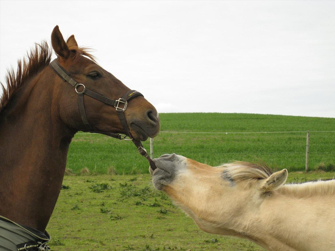 Fjordhest Felix - Grimeleg med min tidligere hest Abentos :) billede 14