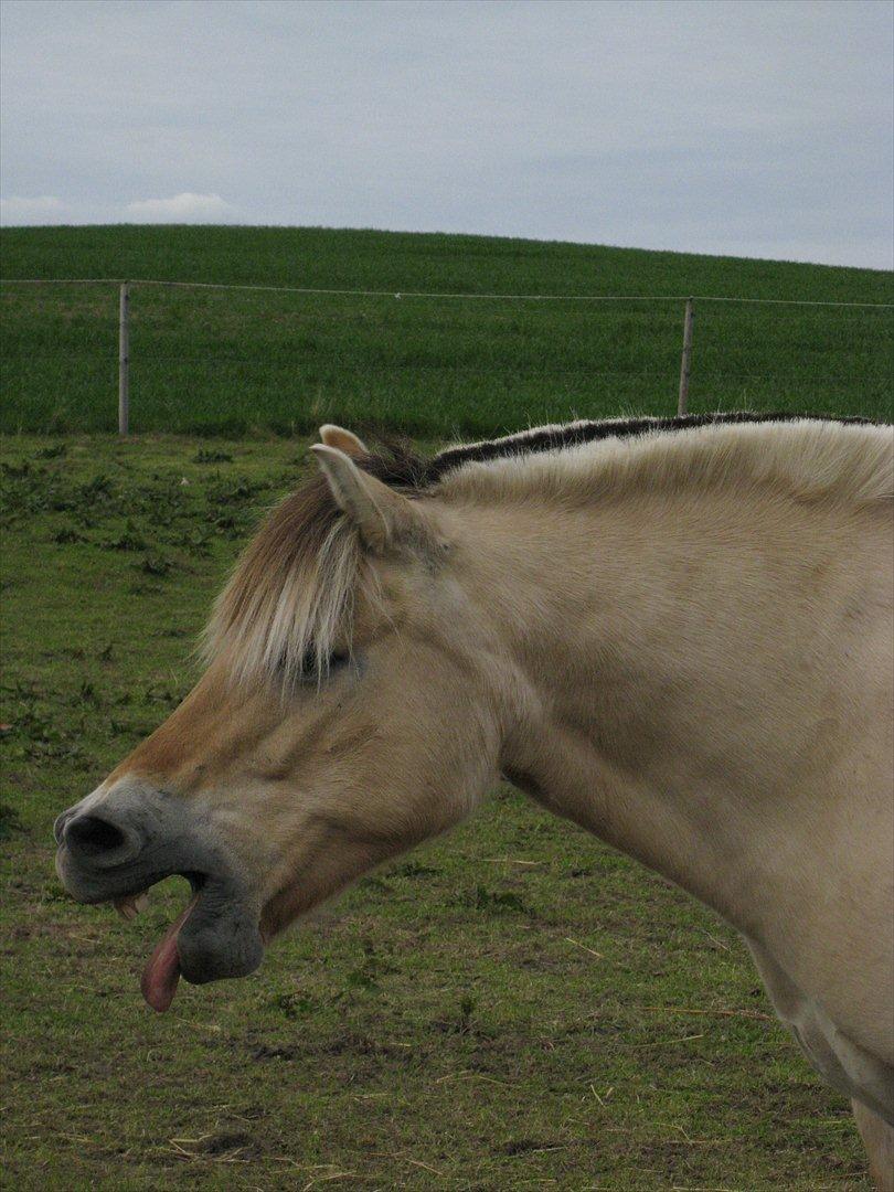 Fjordhest Felix - Og det grimeleg er bare trættende!! billede 15