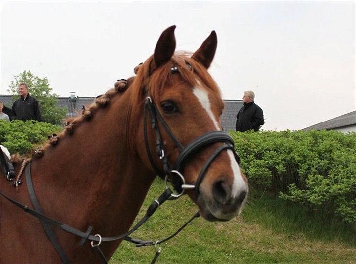 Tysk Sportspony Dakota 195 (min egen)<3 - til stævne på NSR billede 7