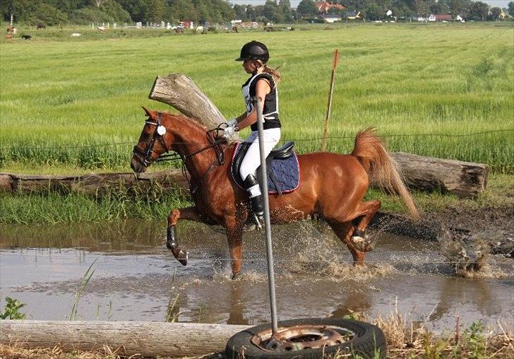 Tysk Sportspony Dakota 195 (min egen)<3 - til military stævne :) billede 9