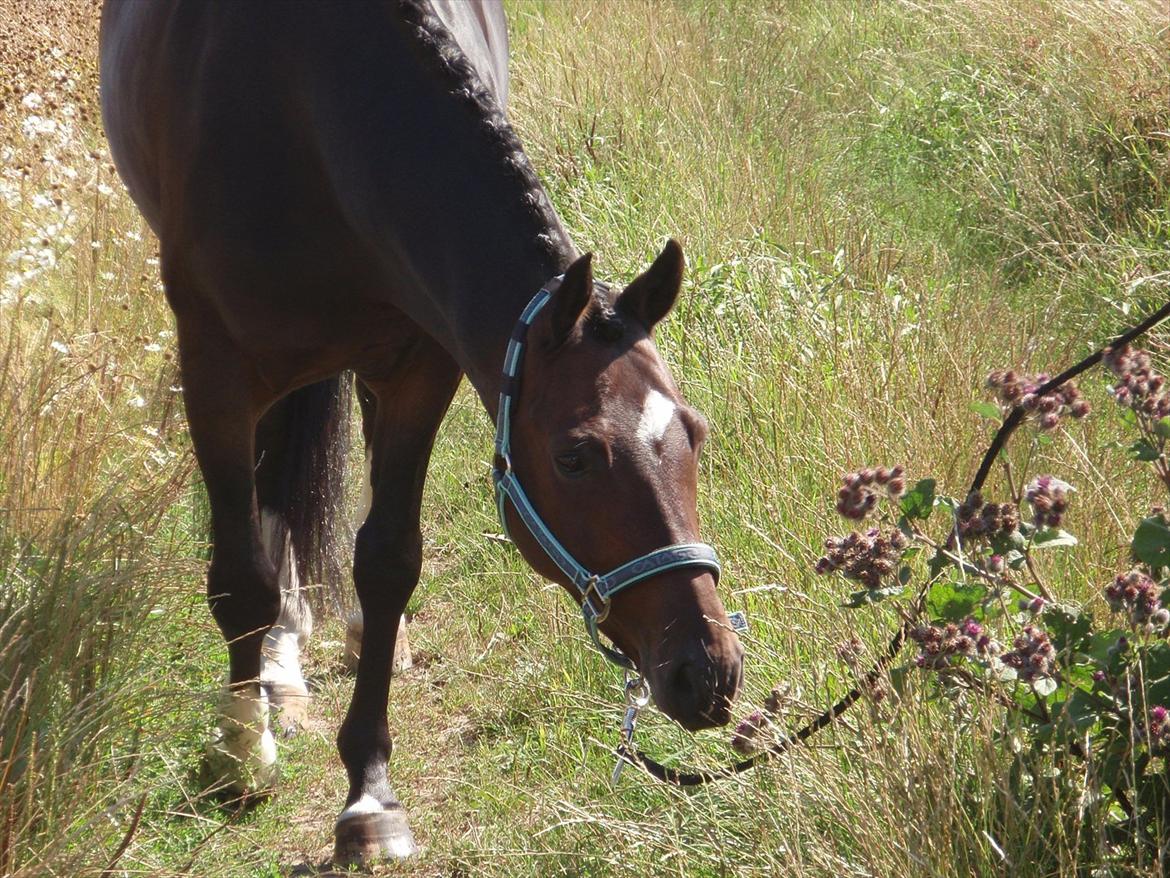 Westfaler Navoy (Nalle) billede 20