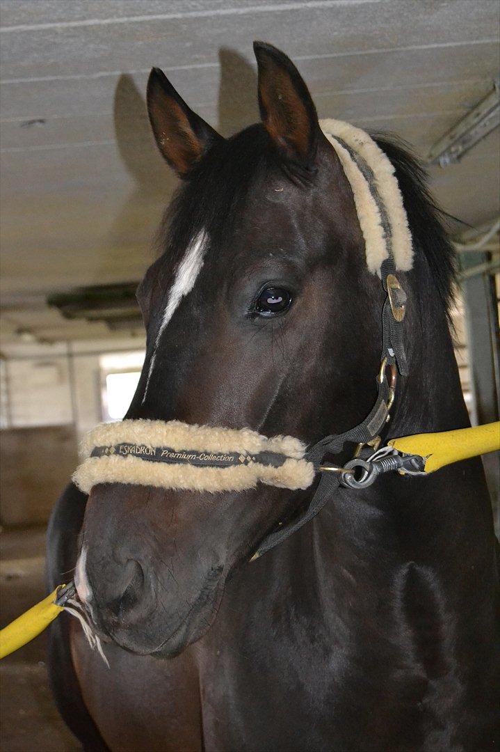 Welsh Cob (sec D) TECNO the WINNER billede 11