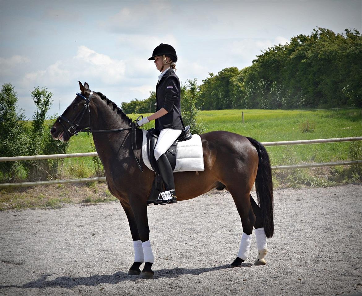 Welsh Cob (sec D) TECNO the WINNER billede 13