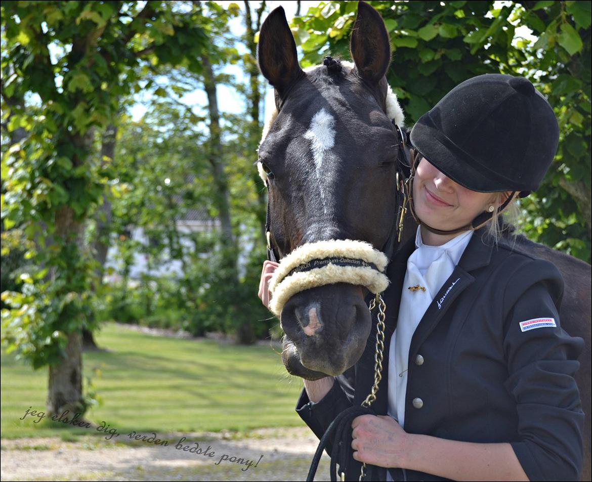 Welsh Cob (sec D) TECNO the WINNER billede 4