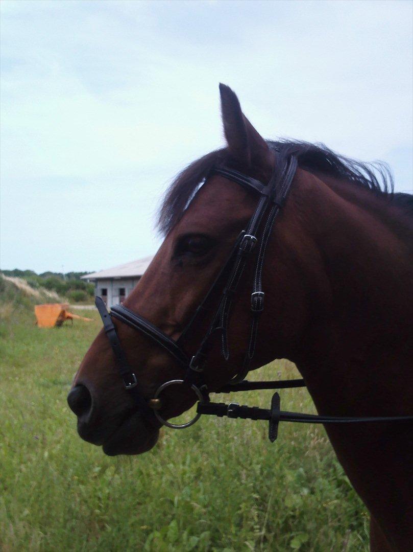 New Forest Marrondales Michelangelo - I know you always will be there for me =) billede 5