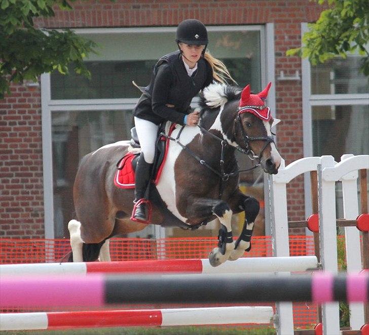 Anden særlig race Tatoo - nspr MA** kval til baltic, søde Tuuut :-)
 billede 7