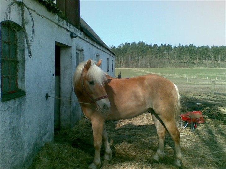Anden særlig race Nemo Bit - klar til at få saddel på;)
 billede 17
