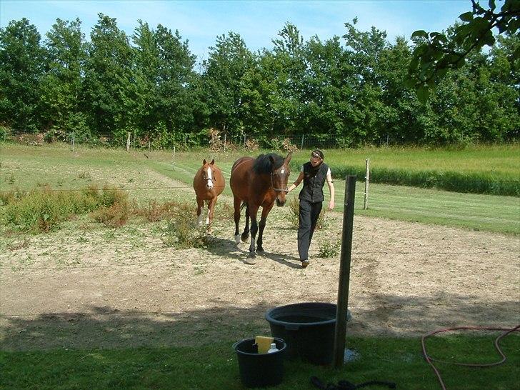 Knabstrupper : Coco's Dynamite | ~ Min Gamle Dame ~ - Juli 2011 billede 20