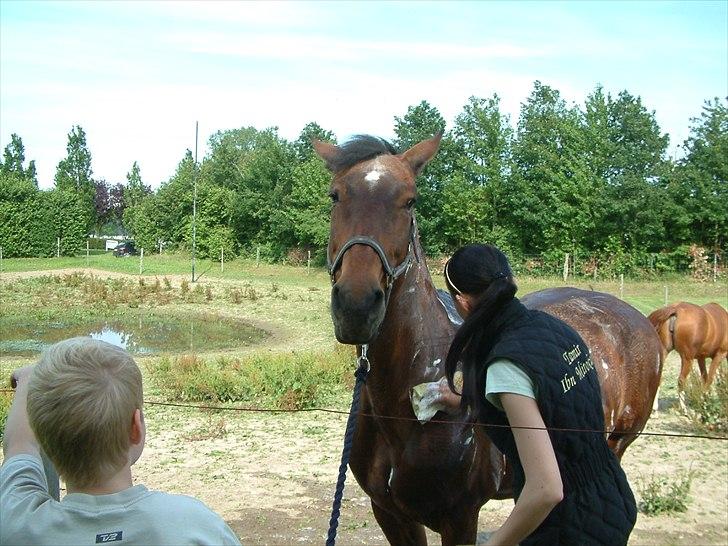 Knabstrupper : Coco's Dynamite | ~ Min Gamle Dame ~ - Juli 2011 billede 9