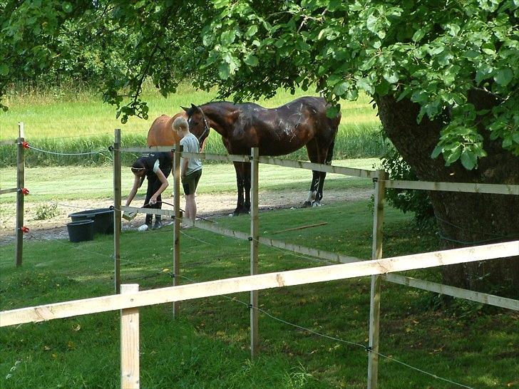 Knabstrupper : Coco's Dynamite | ~ Min Gamle Dame ~ - Juli 2011 billede 7