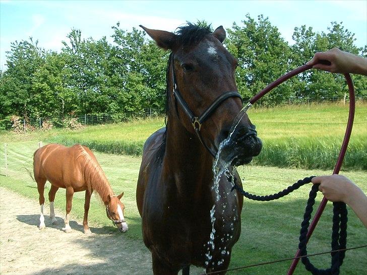 Knabstrupper : Coco's Dynamite | ~ Min Gamle Dame ~ - Juli 2011 billede 1