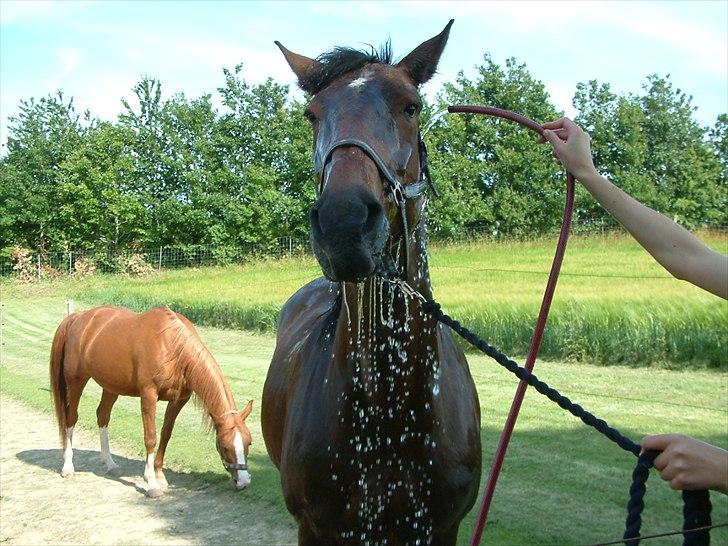 Knabstrupper : Coco's Dynamite | ~ Min Gamle Dame ~ - Juli 2011 billede 2