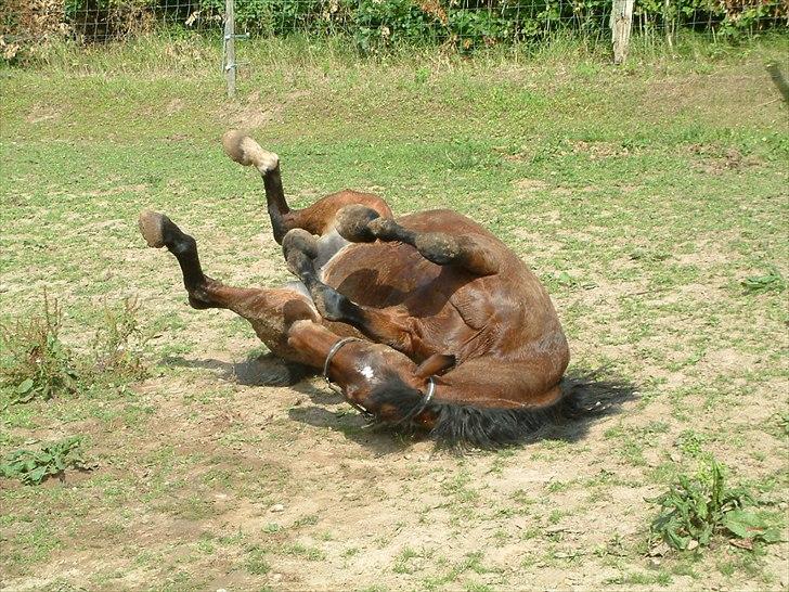 Knabstrupper : Coco's Dynamite | ~ Min Gamle Dame ~ - Juli 2011 billede 3