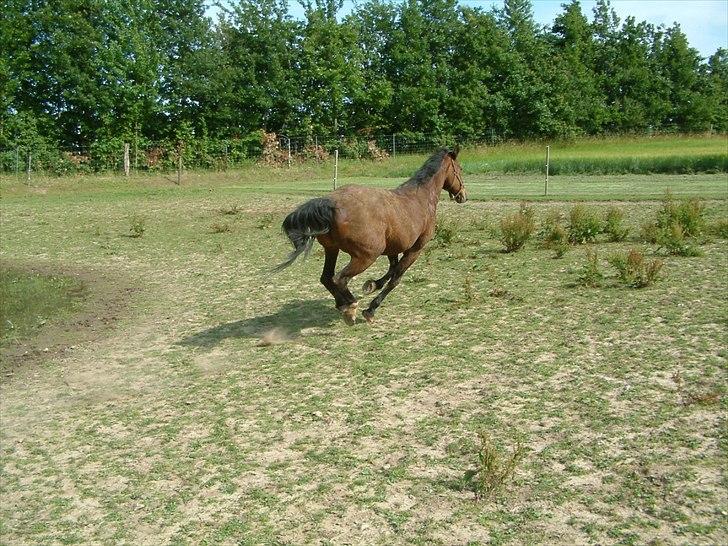 Knabstrupper : Coco's Dynamite | ~ Min Gamle Dame ~ - Juli 2011 billede 14