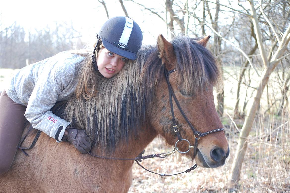 Islænder Gliri fra Krogagre billede 6