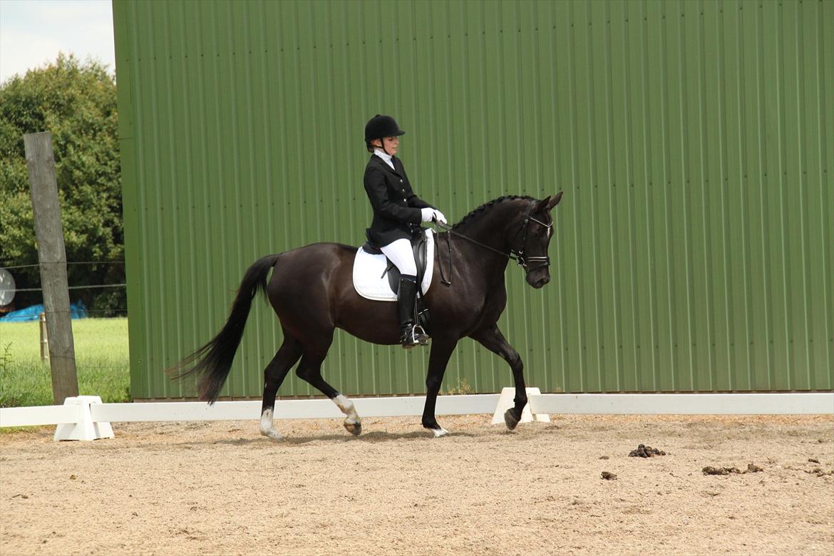 Tysk Sportspony Starlight <3 *Tøsen* *solgt* - Stævne den 19. juni 2011 billede 1