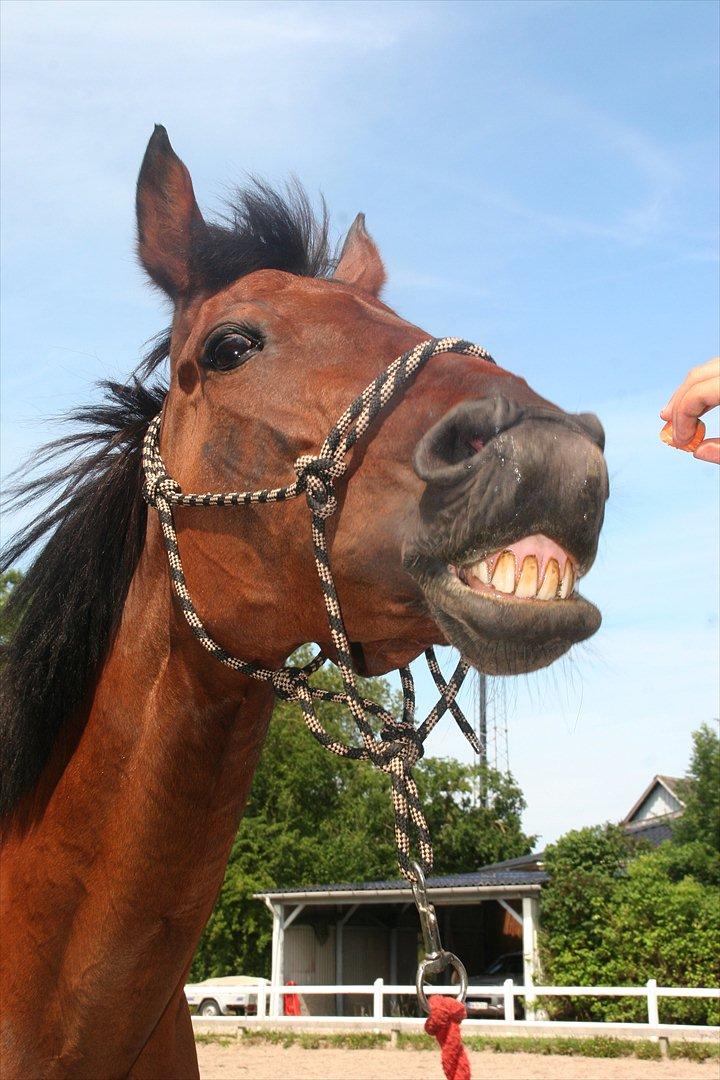 Traver La bell - smukke labell kan smile på komando..<3 <3 <3 :-)* billede 2