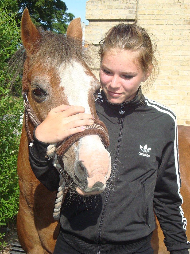 Welsh Mountain (sec A) Petra´s Dienie (Daisy) - Simone og Daisy :D billede 12