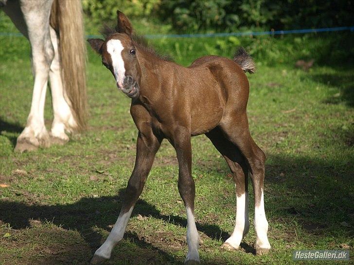 Welsh Partbred (Sec F)  Lyngdals Womanizer  billede 2
