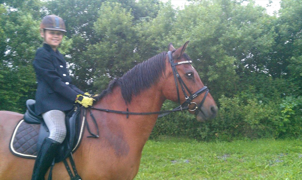Welsh Cob (sec D) Hatting Aron - Puha, vi var lige ved at regne væk :) billede 9