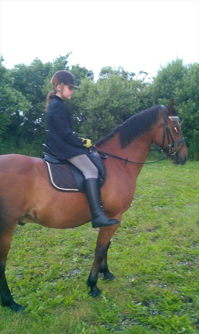 Welsh Cob (sec D) Hatting Aron billede 10