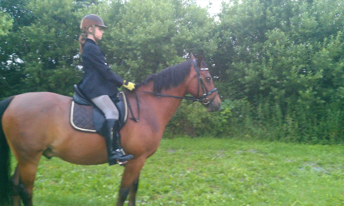 Welsh Cob (sec D) Hatting Aron billede 11