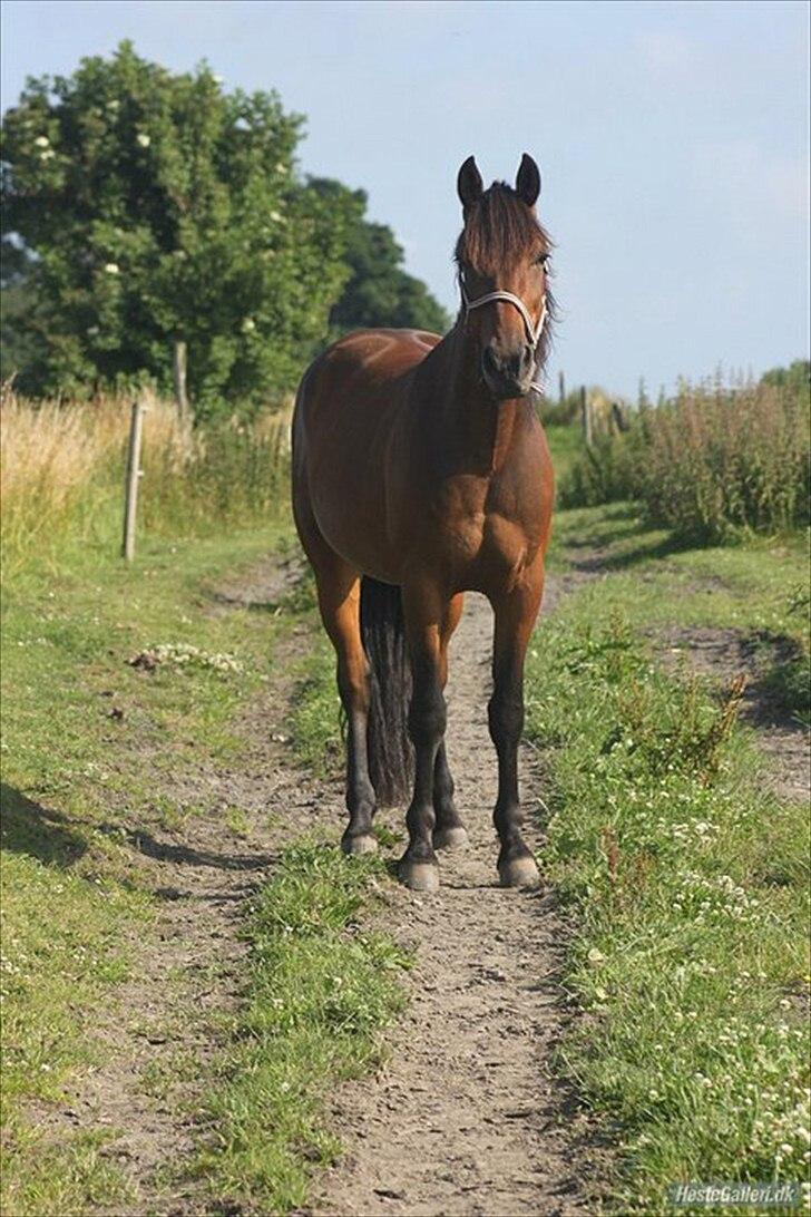Traver Panic Hanover *guldklumpen* - Min smukke hest, juli 2011. Taget af Sofie :D billede 4
