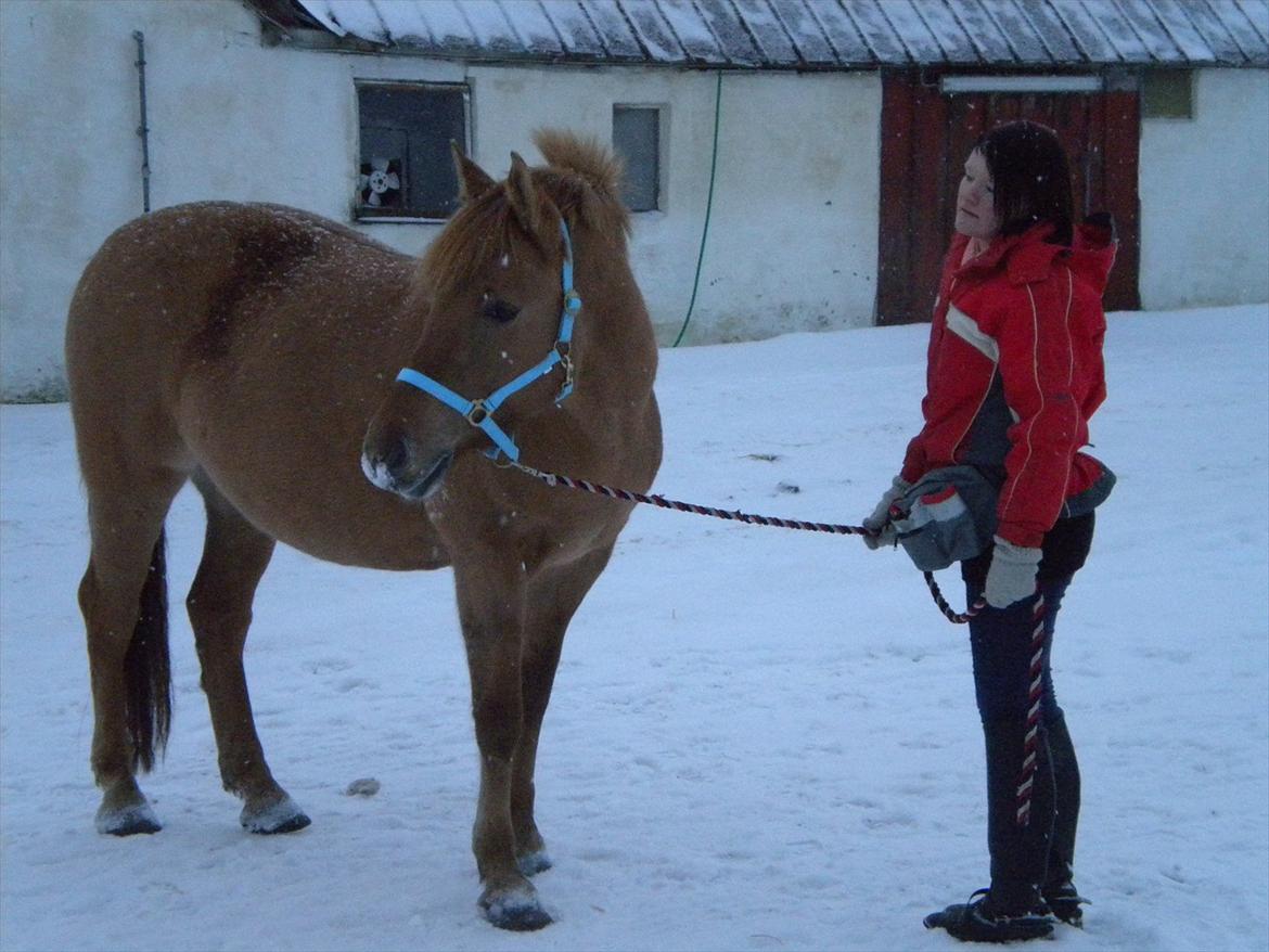 Anden særlig race Dreamhorse's Caf'e Creamy  - En dag i december (:  billede 10